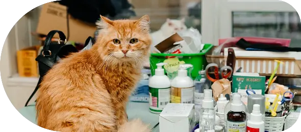 EUROPEAN CARE FOR THE HEALTH OF SMALL ANIMAL SASSOCIATION
